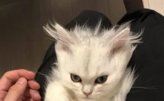 計測不能の戦闘力！ スーパーサイヤ猫に一瞬で悩殺されちゃいそう