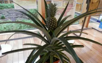 カブトムシはデスピサ郎!? 田原市図書館がパイナップルの名前を募集