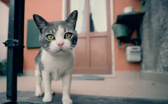 240枚、ネコだらけの写真展開催！ 渋谷ヒカリエにて