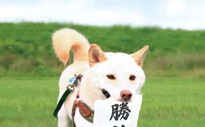 勝訴だワン！ SNSでバズった“判決“を持ってくる犬用おもちゃが商品化