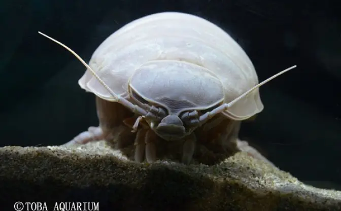 【画像注意】死亡したダイオウグソクムシ、飼育員による解剖記録を公開