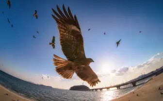 青空を舞うトンビを捉えた写真が最高にかっこいい　羽音が聞こえてきそうな迫力！