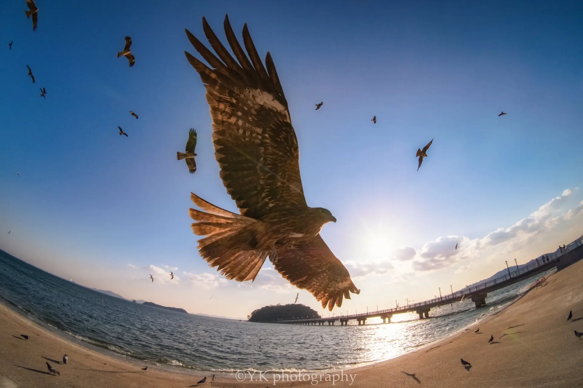 青空を舞うトンビを捉えた写真が最高にかっこいい　羽音が聞こえてきそうな迫力！