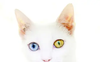 ネコが好きならなっちゃうか！ ゲーム「Cat Simulator」資金調達中