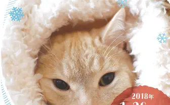 累計35万人動員「ねこ休み展」 猫の日にはミッドニャイトパーティーも！