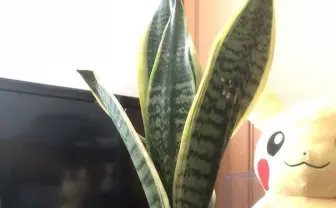 ポケモンと一緒に暮らす　今人気の「#ポケモンと生活」にガチ勢参戦