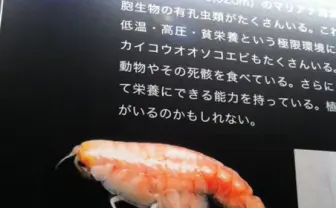 【衝撃】どう見ても寿司な深海のエビがヤバイ！