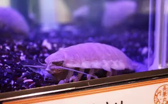 【超会議2015】オオグソクムシせんべいで町おこし！ 気になるお味は？