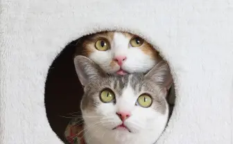 「ねこ休み展」ニャンと浦和に初上陸🐾　縁起が良さそうな新作グッズも