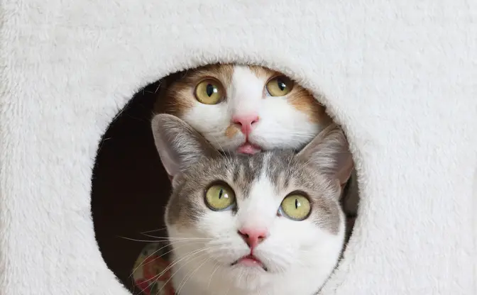 「ねこ休み展」ニャンと浦和に初上陸🐾　縁起が良さそうな新作グッズも