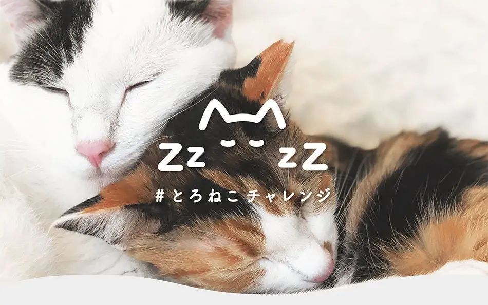 とろねこチャレンジ