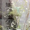 BALMUNG 2016SS INSTALLATION SHOW「知ってること」／画像は公式Facebookより
