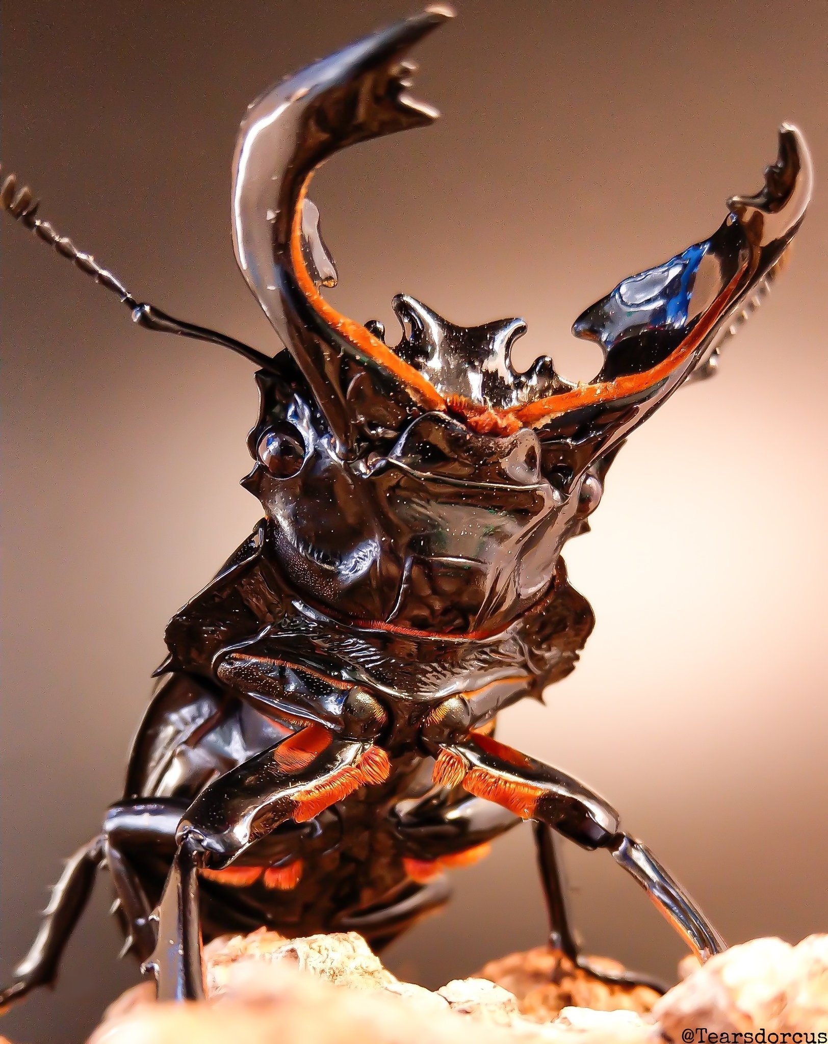 ムシキング 外国語 タランドゥスオオツヤクワガタ ムシキング 外国語