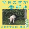 『今日の空が一番好き、とまだ言えない僕は』表紙