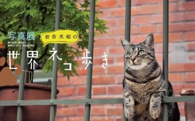 世界中のにゃんこ大集合！ 写真展「岩合光昭の世界ネコ歩き」開催