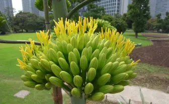 十数年に1度咲く花が開花へ 　前回は『ヱヴァQ』公開＆スカイツリー開業年