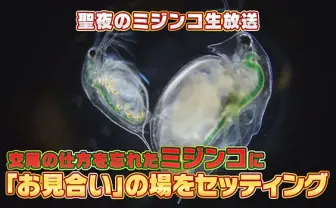 交尾を忘れたミジンコのお見合いを顕微鏡で覗く生放送、クリスマスイブに再び