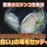 「【聖夜のミジンコ生放送】交尾の仕方を忘れたミジンコに『お見合い』の場をセッティング」