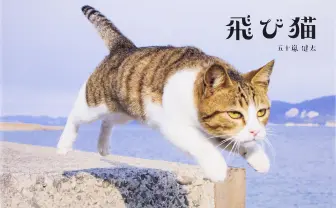 「飛び猫」五十嵐健太の写真展　新作『ねこ禅』の写真も先行公開