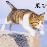 写真集『飛び猫』