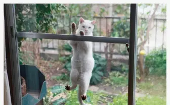 家の窓に飛びついて覗いてるにゃん… 写真集「庭猫」が癒される!