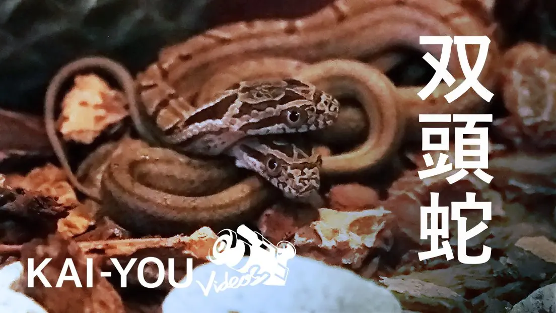 【動画】双頭のヘビ　 世界的に希少性の高い2つの頭を持つシマヘビの飼育現場