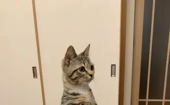 【写真】見習うべき姿勢の良さ！ 背筋を伸ばして直立する猫さんが話題