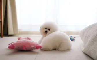 「いぬ休み展」が東京で初開催　SNSで有名なわんこたちに囲まれる〜🐾