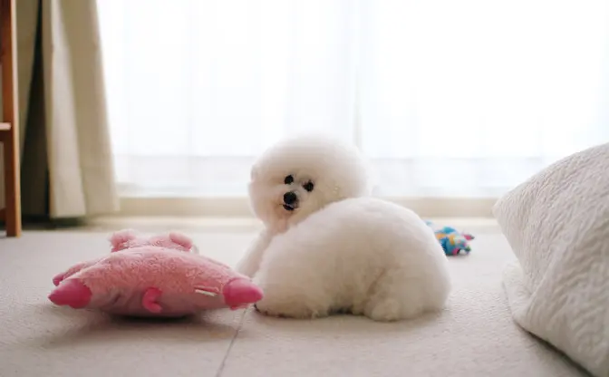 「いぬ休み展」が東京で初開催　SNSで有名なわんこたちに囲まれる〜🐾