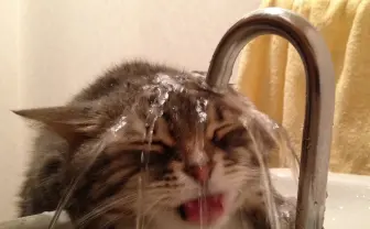 「ねこ休み展 総集編」SNSで人気の猫が巨大壁画や巨大ぬいぐるみに！