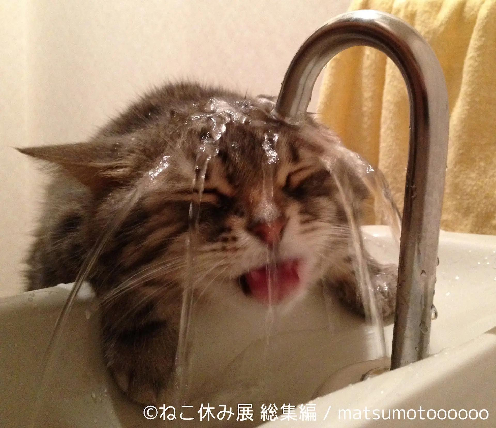 「ねこ休み展 総集編」SNSで人気の猫が巨大壁画や巨大ぬいぐるみに！