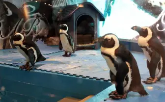 仕事中だったけど、池袋の新名所「ペンギンのいるBAR」に行ってきた!