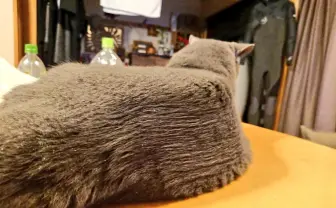 丸いはずのネコが四角に　見事なブラッシングに「左官職人？」の声