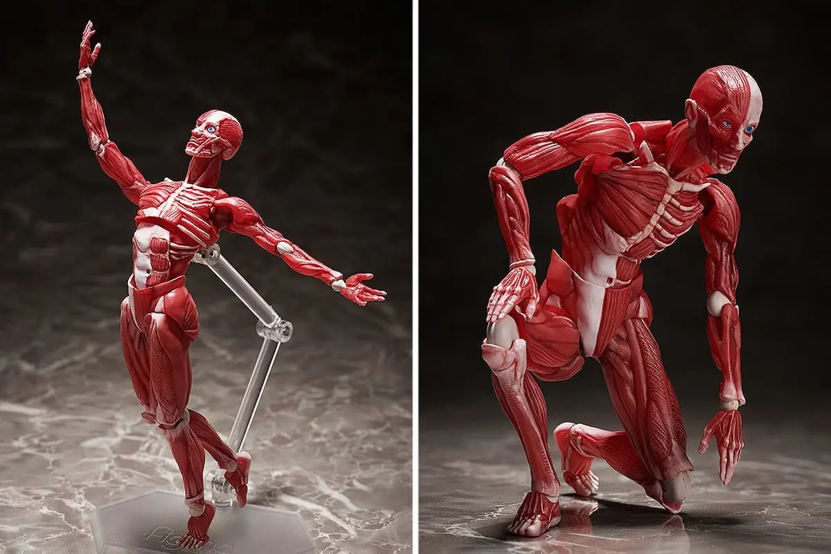 人体模型が可動式フィギュア「figma」に！ 変幻自在なポージングがジワる