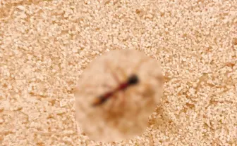 ヒアリかと思ったらクモ？ 画像で意見をくれる「ヒアリ警察」さんに聞いてみました