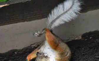鳥獣戯画のウサギにそっくり リスの躍動感に「神がかってる」と反響