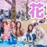 KAI-YOUのプランナー・かよちゃんが代々木公園のお花見に突撃！