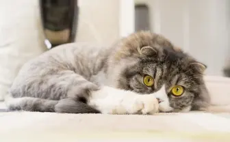 「猫の手も借りたい」からネコ募集！ 下北の共有スペースが採用ページ公開