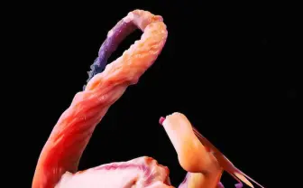 【閲覧注意】 触手みたいなフォント「Feelers」がキモかっこいい…