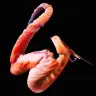 「Feelers」