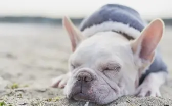 ぶひ可愛い犬の写真展 「鼻ぺちゃ展」　ブルドッグたちの魅惑の1枚