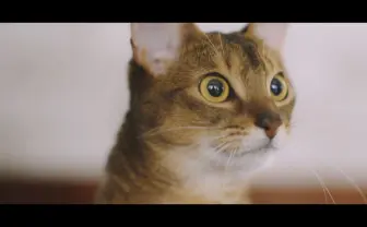 猫ファーストで設計されたタワーマンション？ 内覧する猫たちも興味津々