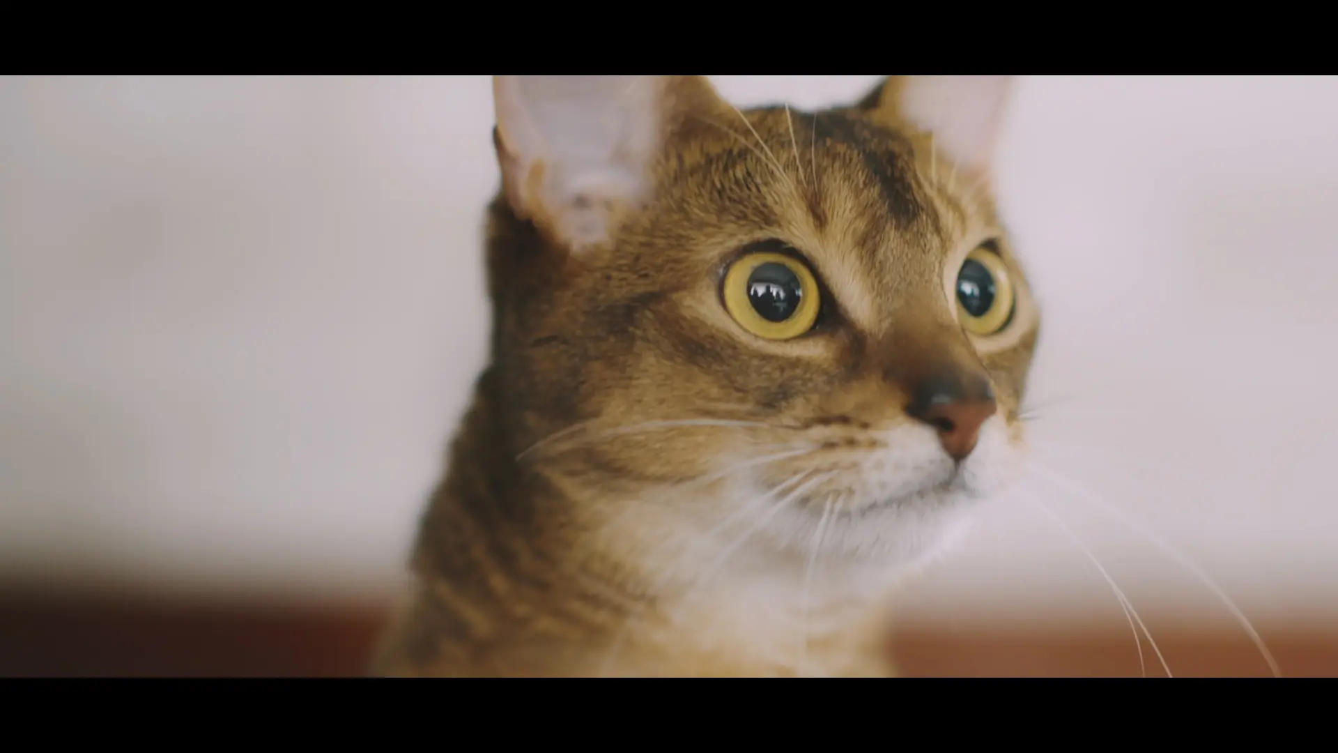 「#猫タワマン CAT TOWER PROJECT」