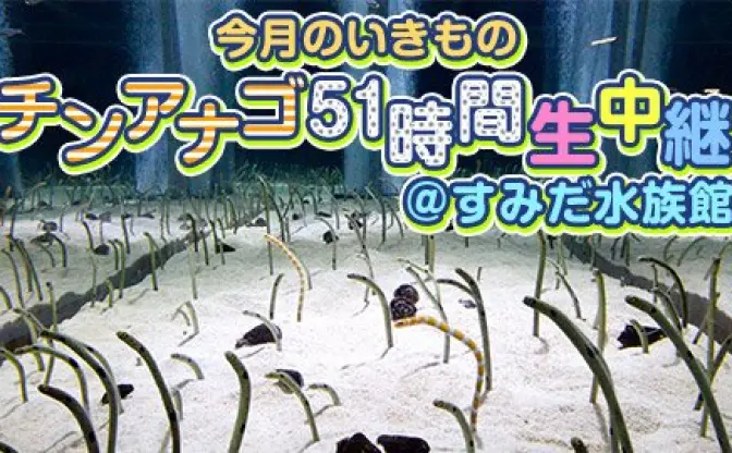 ニコ生でチンアナゴ51時間生中継！ スーパーまる出しタイムとは一体