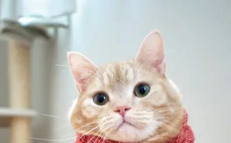 「ねこ休み展」パルコ巡回展　秋冬の猫たちが勢ぞろいにゃん