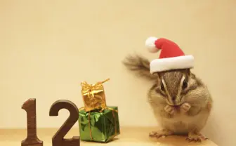 米TIME誌が認めたハリネズミも まるっとした小動物が並ぶ写真展