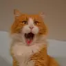 「猫の日」に猫だけを拝めるYouTube誕生　1日中ニャンニャンニャン🐾　
