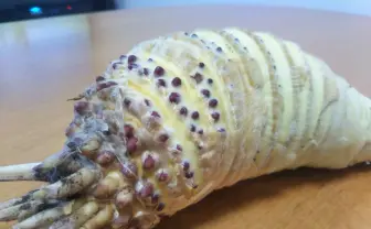 【画像】とある野菜の皮を剥いたら、完全に王蟲でした