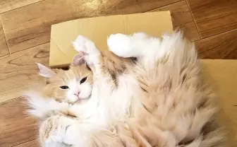 この猫、でんきタイプじゃね…？ 静電気でスパークした姿がポケモンみたいで尊い