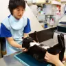 お宅の猫ちゃんは“メタボ猫”になってない？　“猫ドック”受診を体験してみた